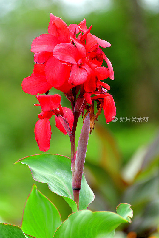 卡纳/卡纳百合花